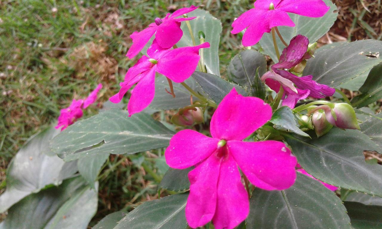 Pousada Águas da Mata Brejetuba Esterno foto