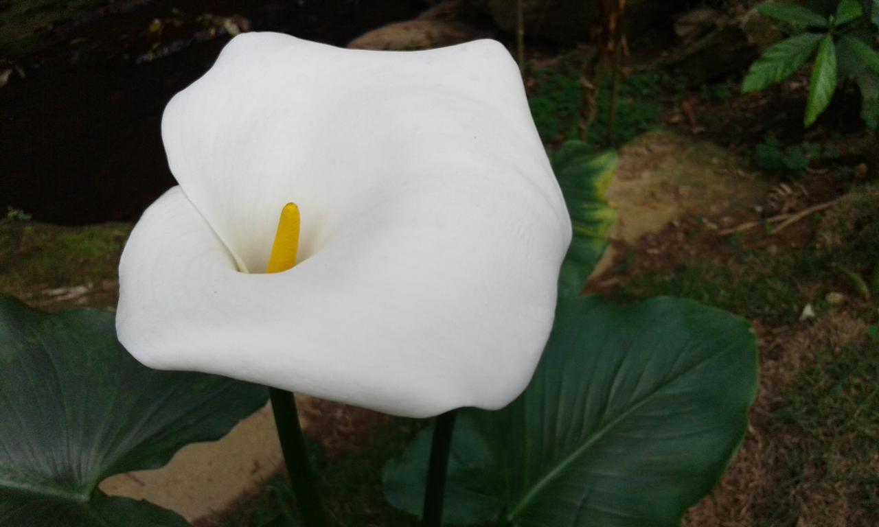 Pousada Águas da Mata Brejetuba Esterno foto